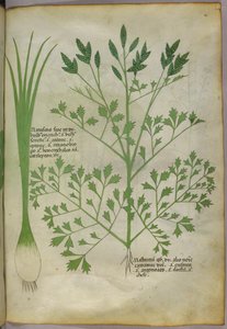 Botanisk illustration, ca. 1440 (blæk og farve på pergament) af Italian School