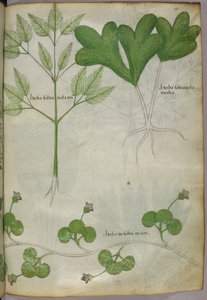 Botanisk illustration, ca. 1440 (blæk og farve på pergament) af Italian School