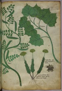 Botanisk illustration, ca. 1440 (blæk og farve på pergament) af Italian School