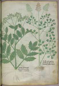 Botanisk illustration, ca. 1440 (blæk og farve på pergament) af Italian School