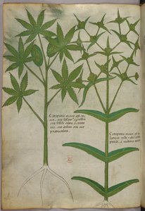 Botanisk illustration, ca. 1440 (blæk og farve på pergament) af Italian School