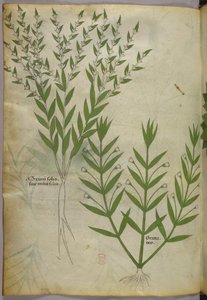 Botanisk illustration, ca. 1440 (blæk og farve på pergament) af Italian School