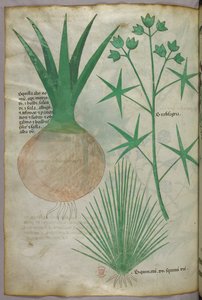 Botanisk illustration, ca. 1440 (blæk og farve på pergament) af Italian School