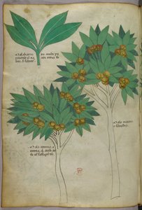 Botanisk illustration, ca. 1440 (blæk og farve på pergament) af Italian School
