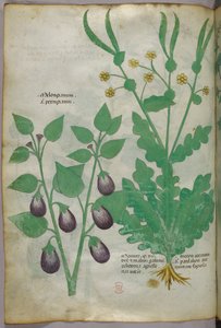 Botanisk illustration, ca. 1440 (blæk og farve på pergament) af Italian School