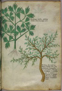 Botanisk illustration, ca. 1440 (blæk og farve på pergament) af Italian School