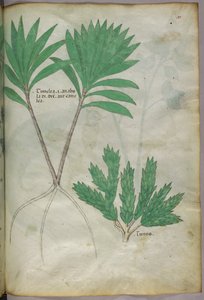 Botanisk illustration, ca. 1440 (blæk og farve på pergament) af Italian School