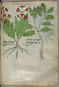Botanisk illustration, ca. 1440 (blæk og farve på pergament) af Italian School