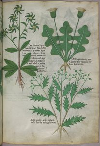 Botanisk illustration, ca. 1440 (blæk og farve på pergament) af Italian School