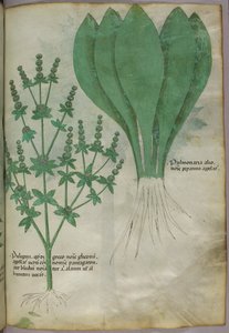 Botanisk illustration, ca. 1440 (blæk og farve på pergament) af Italian School