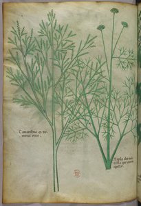 Botanisk illustration, ca. 1440 (blæk og farve på pergament) af Italian School