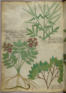 Botanisk illustration, ca. 1440 (blæk og farve på pergament) af Italian School