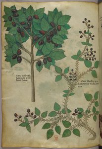 Botanisk illustration, ca. 1440 (blæk og farve på pergament) af Italian School