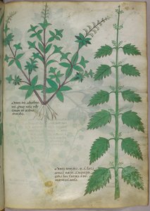 Botanisk illustration, ca. 1440 (blæk og farve på pergament) af Italian School