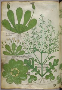 Botanisk illustration, ca. 1440 (blæk og farve på pergament) af Italian School