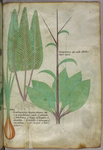 Botanisk illustration, ca. 1440 (blæk og farve på pergament) af Italian School