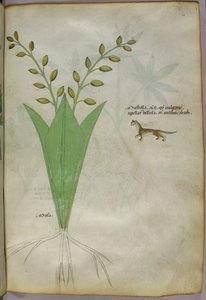 Botanisk illustration, ca. 1440 (blæk og farve på pergament) af Italian School