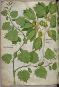 Botanisk illustration, ca. 1440 (blæk og farve på pergament) af Italian School
