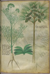 Botanisk illustration, ca. 1440 (blæk og farve på pergament) af Italian School