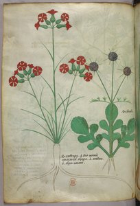 Botanisk illustration, ca. 1440 (blæk og farve på pergament) af Italian School
