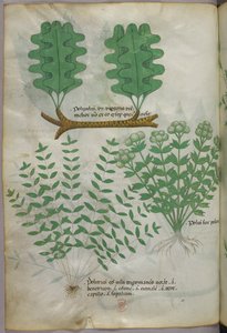 Botanisk illustration, ca. 1440 (blæk og farve på pergament) af Italian School