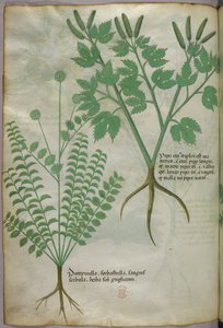 Botanisk illustration, ca. 1440 (blæk og farve på pergament) af Italian School