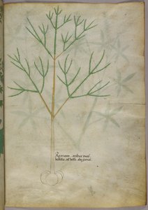 Botanisk illustration af en plante, ca. 1440 (blæk og farve på pergament) af Italian School