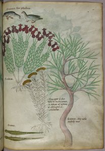 Botanisk illustration af en plante med fugle og insekter, ca. 1440 (blæk og farve på pergament) af Italian School