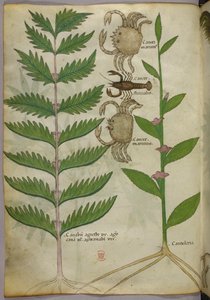 Botanisk illustration af krabber og en skorpion, ca. 1440 (blæk og farve på pergament) af Italian School