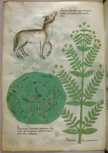 Botanisk illustration af plante med hest, ca. 1440 (blæk og farve på pergament) af Italian School
