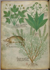 Botanisk illustration af planter og et vildsvin, ca. 1440 (blæk og farve på pergament) af Italian School