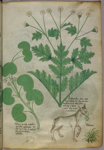 Botanisk illustration af planter og et æsel, ca. 1440 (blæk og farve på pergament) af Italian School