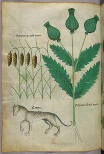 Botanisk illustration af planter og en panter, ca. 1440 (blæk og farve på pergament) af Italian School