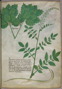 Botanisk illustration af planter og en slange, ca. 1440 (blæk og farve på pergament) af Italian School