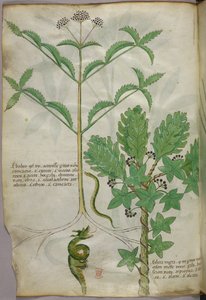 Botanisk illustration af planter og en slange, ca. 1440 (blæk og farve på pergament) af Italian School