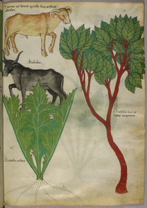 Botanisk illustration af planter og tyre, ca. 1440 (blæk og farve på pergament) af Italian School