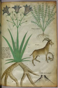 Botanisk illustration af planter, fugle og geder, ca. 1440 (blæk og farve på pergament) af Italian School