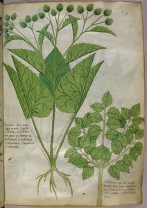 Botanisk illustration af planter, ca. 1440 (blæk og farve på pergament) af Italian School