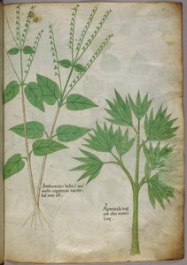 Botanisk illustration af planter, ca. 1440 (blæk og farve på pergament) af Italian School