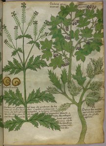 Botanisk illustration af planter, ca. 1440 (blæk og farve på pergament) af Italian School
