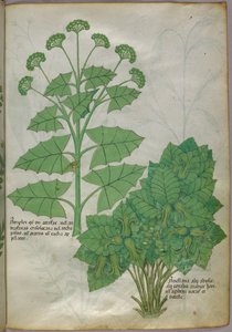 Botanisk illustration af planter, ca. 1440 (blæk og farve på pergament) af Italian School