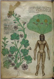 Botanisk illustration af planter, herunder en alruneplante med en nøgen mandekrop som rod, ca. 1440 (blæk og farve på pergament) af Italian School
