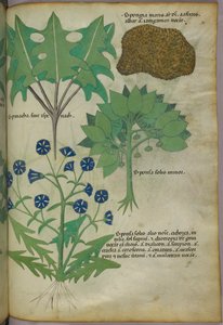 Botanisk illustration af planter, herunder en svamp, ca. 1440 (blæk og farve på pergament) af Italian School