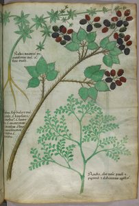 Botaniske illustrationer af krappebær [rubea]; brombær [rubus]; rue [ruta], ca. 1440 (blæk og farve på pergament) af Italian School