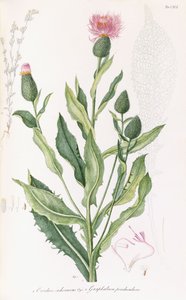 Cardus cichoraceus og Gnaphalium pendululare, 1811-1838 af Italian School
