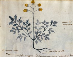 Torsk. 2007 Artemisia, lægeplante fra en 