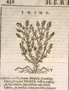 Almindelig timian (Thymus vulgaris), gravering af Castore Durante af Italian School