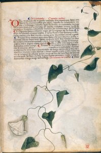 Convolvulus Plant, illustration fra 