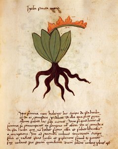 Kostbar eller balsamurt (Tanacetum balsamita) af Italian School