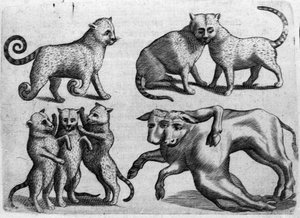 Forskellige typer monstre: katte og køer med flere kroppe. Indgravering fra "Monstrenes natur, årsager og forskelle" af Fortunio Liceti (1577-1656), italiensk videnskabsmand. 1646 af Italian School